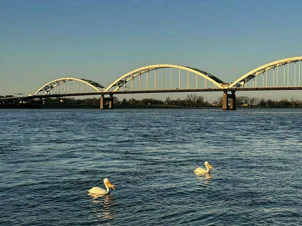Pelicans on the Mississippi